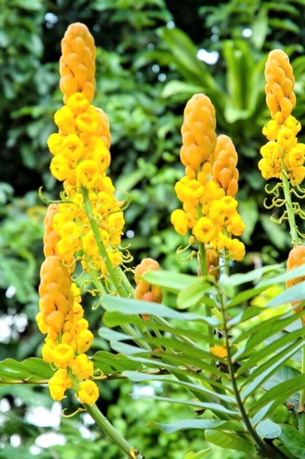 A close up of yellow flowers in the grass.