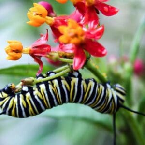 A caterpillar is hanging on to the flower.