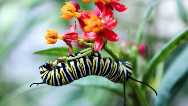 A caterpillar is hanging on to the flower.