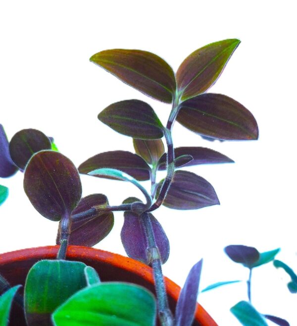 A plant that is growing in the ground.