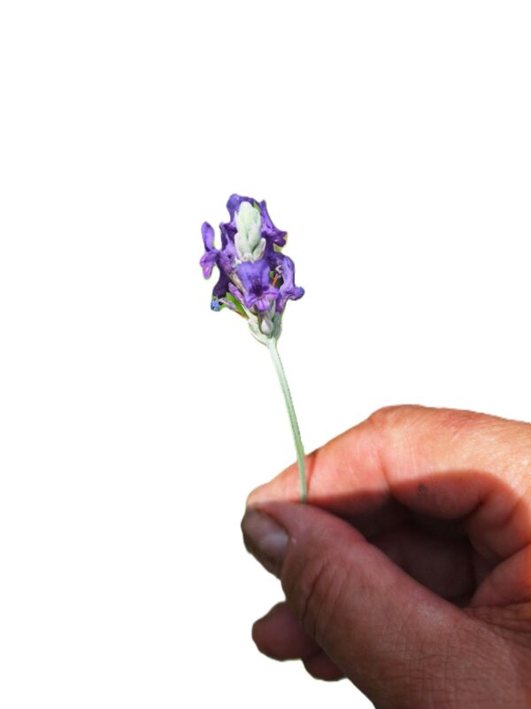 A hand holding a purple flower with green stems.