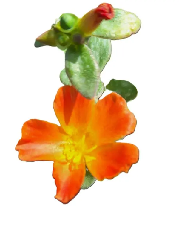 A close up of a flower with leaves