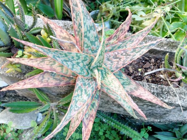 A close up of the leaves on a plant