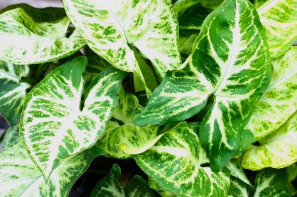 A close up of green and white leaves
