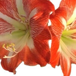 Two red and white flowers are shown together.