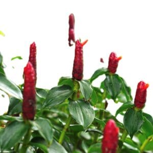 A close up of some red flowers with green leaves