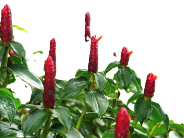 A close up of some red flowers with green leaves