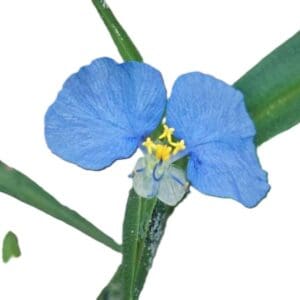 A blue flower with yellow center and green leaves.