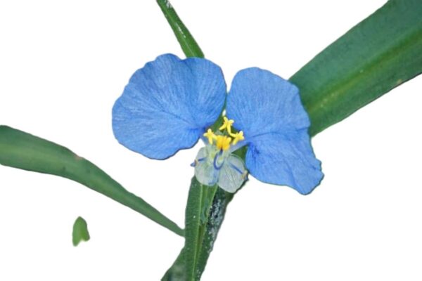 A blue flower with yellow center and green leaves.