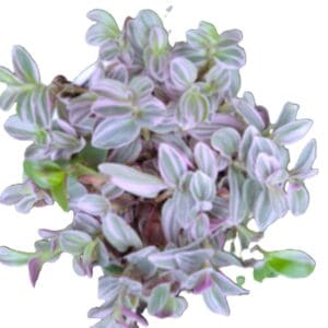 A plant with purple leaves is shown in this image.