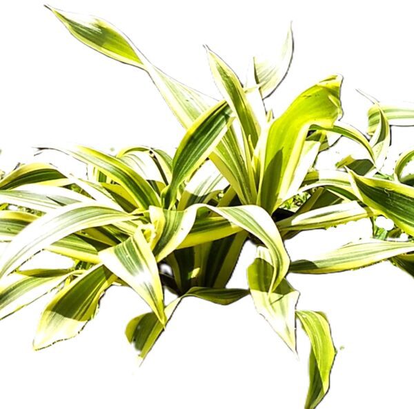 A plant that is very green and has some leaves.