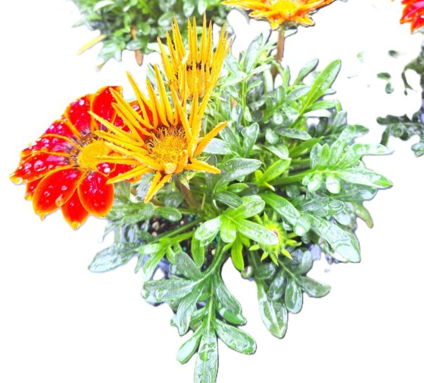 A close up of some flowers with green leaves
