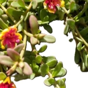 A close up of some flowers on the bush
