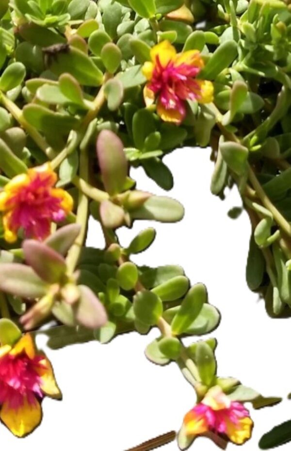 A close up of some flowers on the bush