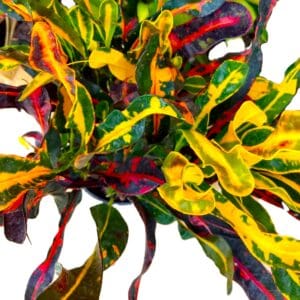 Rare Mammy Croton 10" Rooted Plant with Unique Spiral Leaves, Established Live Tropical Houseplant