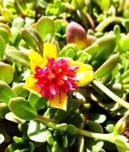 A close up of a flower with green leaves