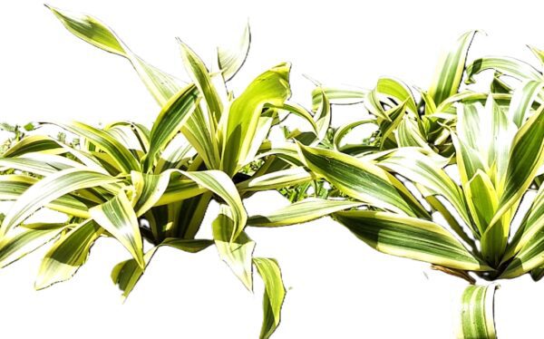 A close up of some green plants on a white background