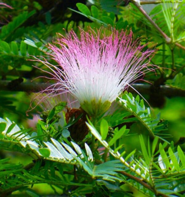 A pink flower with white feathers on top of green leaves.