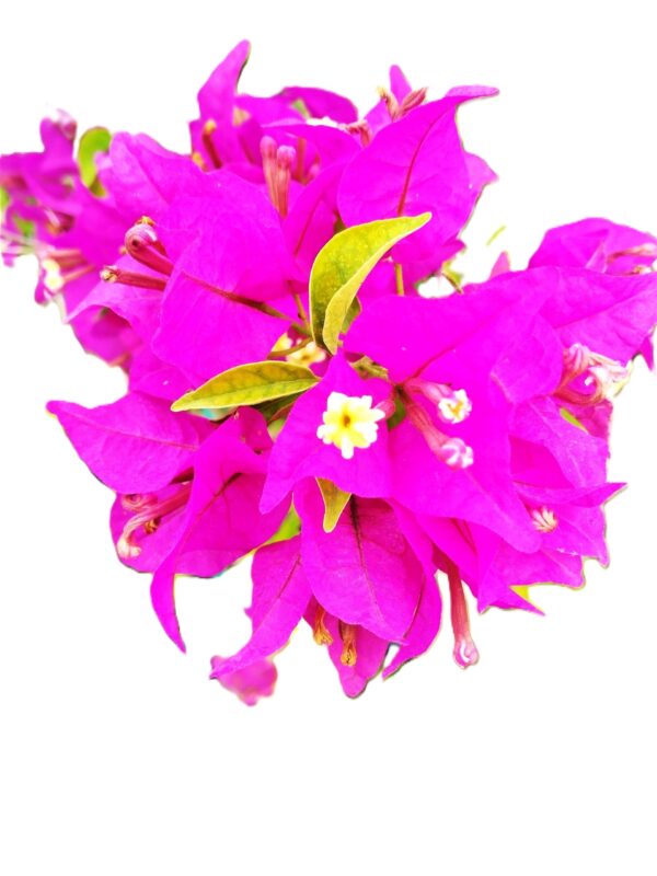 A close up of some purple flowers with green leaves