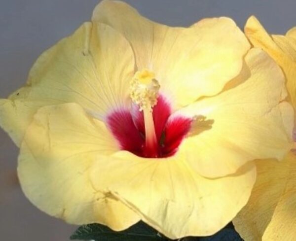 A close up of the flower of an hibiscus plant.