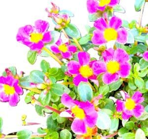 A close up of purple flowers with green leaves