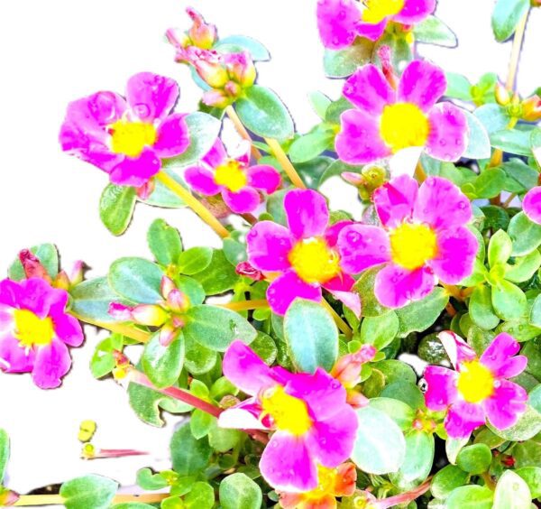 A close up of purple flowers with green leaves