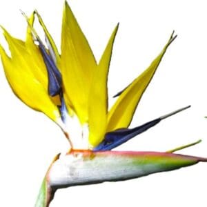 A yellow flower with blue and purple petals.