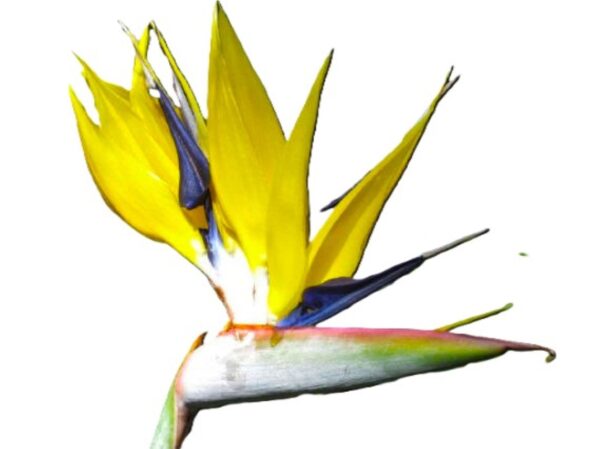 A yellow flower with blue and purple petals.
