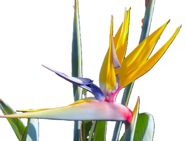 A bird of paradise flower with yellow petals.