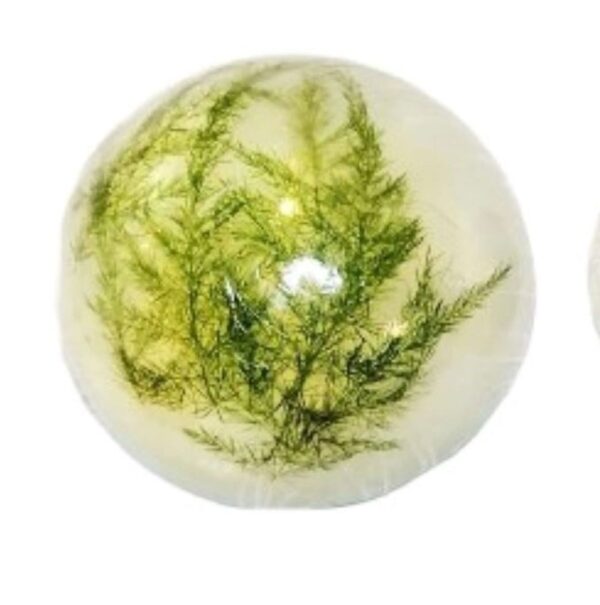 A close up of some green plants in a bowl