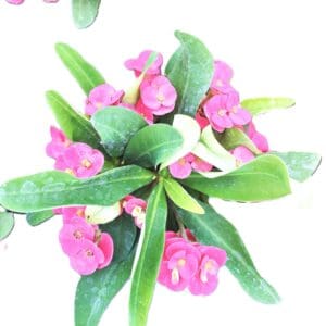A close up of some pink flowers and green leaves