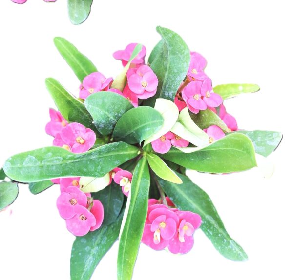 A close up of some pink flowers and green leaves