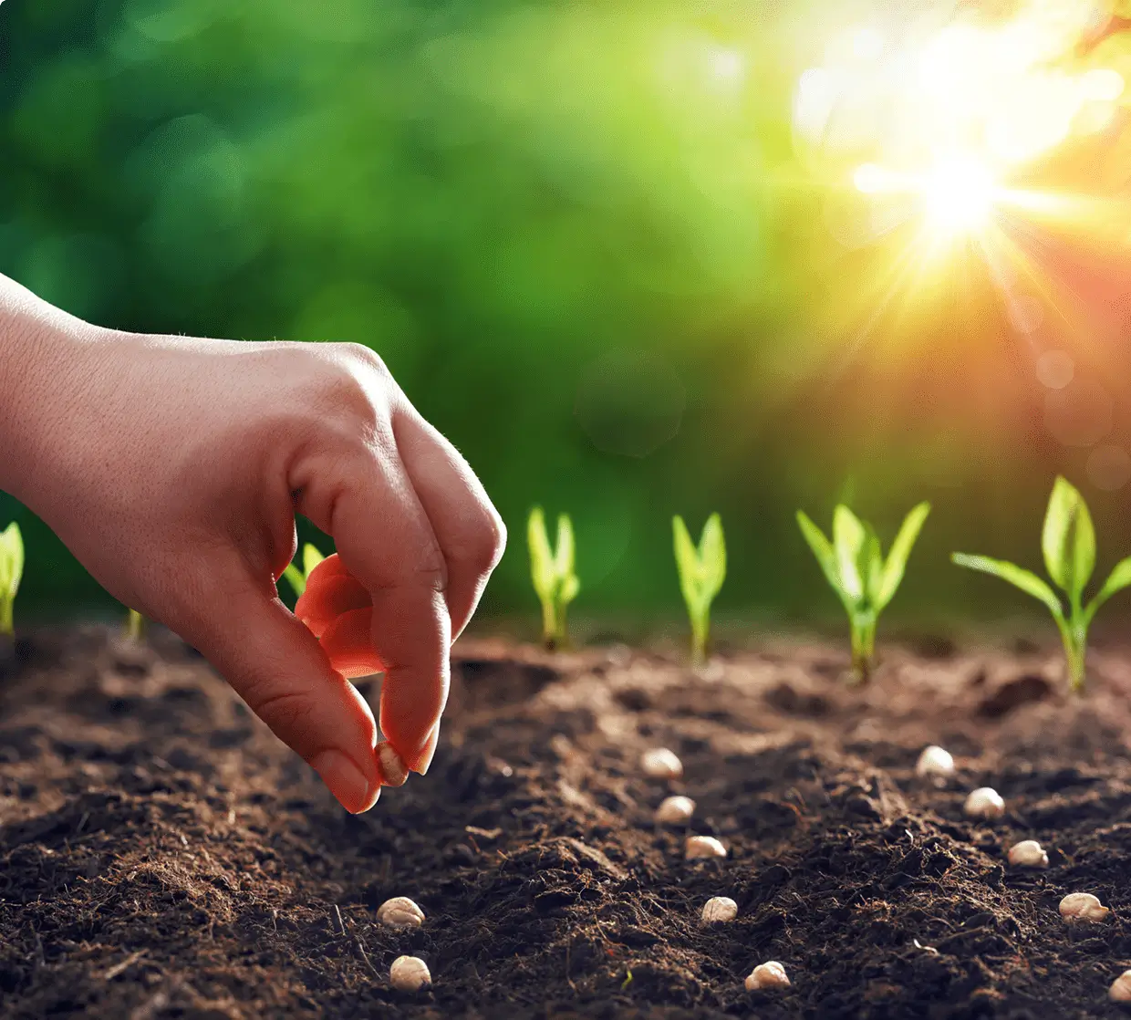 Hand planting seeds in soil, sunlight background.