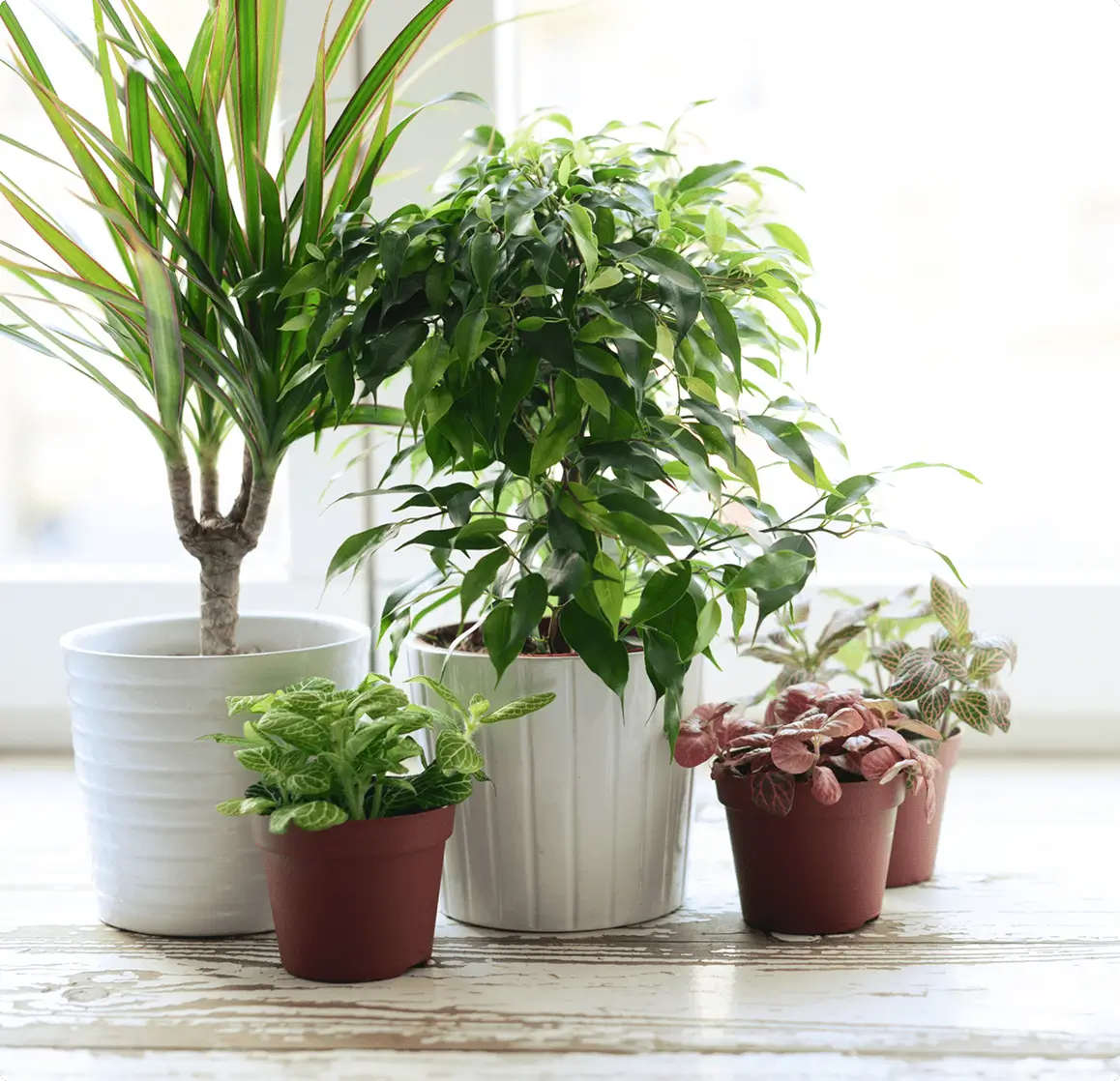 Potted indoor plants on wooden surface.