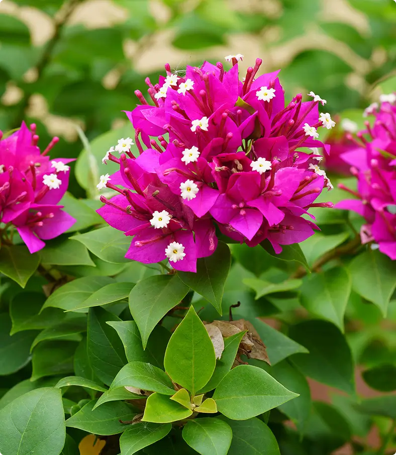 Purple bougainvillea flowers with green leaves.