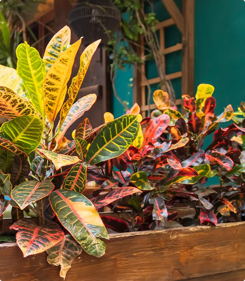 Colorful croton plants in a wooden planter.