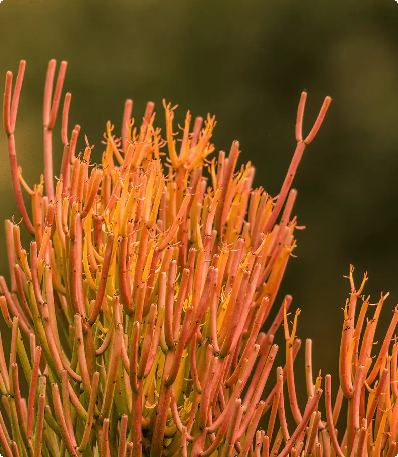 Orange and yellow plant against blurred background.