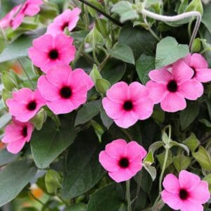 Pink flowers with dark centers and green leaves.