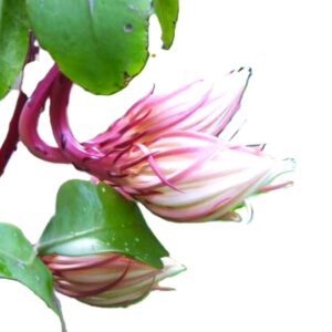Pink buds with green leaves on stem.