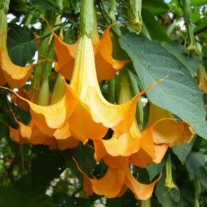 Yellow Angel Trumpet (Brugmansia) "Daybreak" 8–10" Rooted Starter Plant