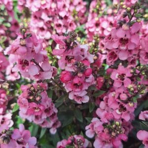 Angelonia angustifolia ‘Pink Angel Face’ – 18-Inch Mature Blooming Plant – Heat‑Loving Summer Annual