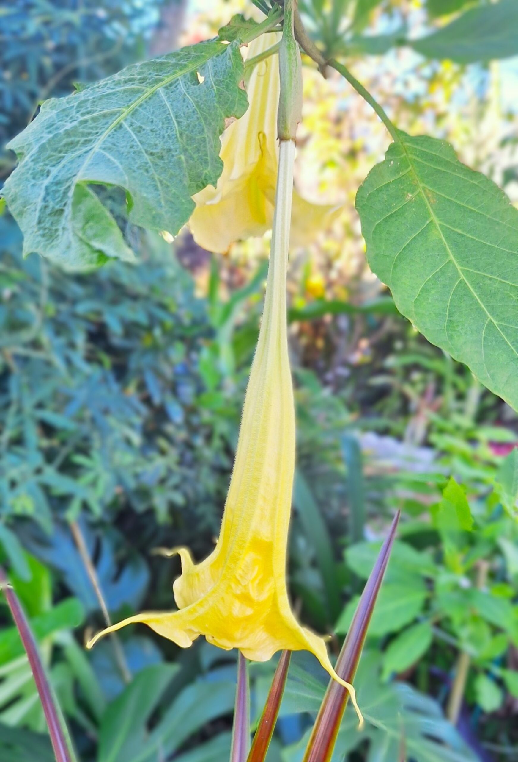 Yellow Angel Trumpet (Brugmansia) "Daybreak" 8–10" Rooted Starter Plant - Image 3