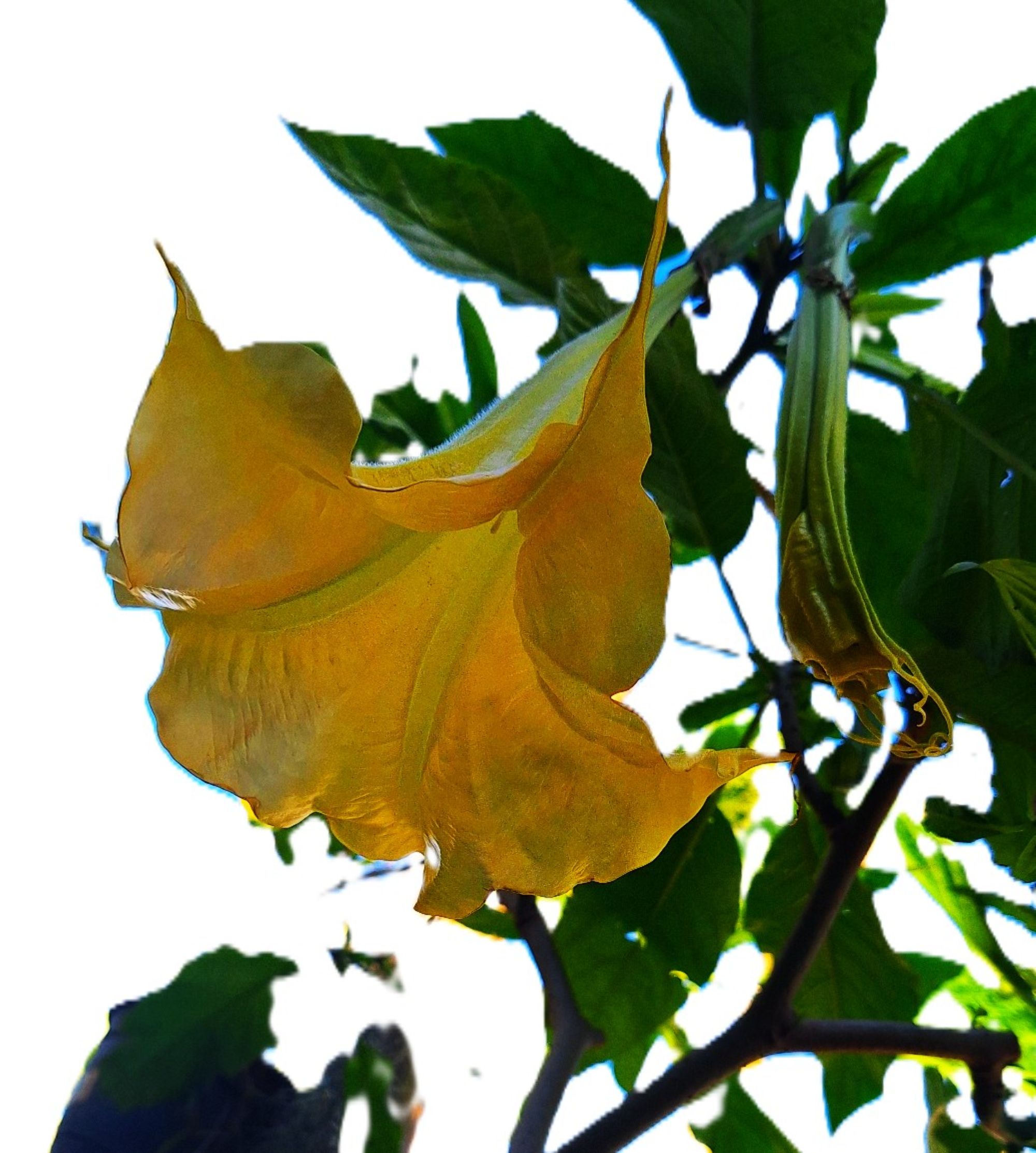 Yellow Angel Trumpet (Brugmansia) "Daybreak" 8–10" Rooted Starter Plant - Image 4