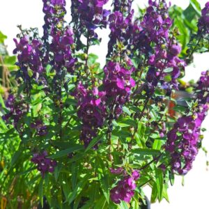 Angelonia angustifolia Deep Purple 14-inch Blooming Plants