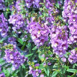 Angelonia angustifolia ‘Serenita’ 18-Inch Live Plant Lavender Purple Flowers Summer Blooming Annual