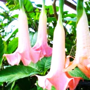 Pink Brugmansia Angel Trumpet 8-10-inch Rooted Live Plant