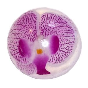 Vegan Orchid Soap Large 6" Botanical Glycerin Shower & Bath Round (Purple or Yellow)