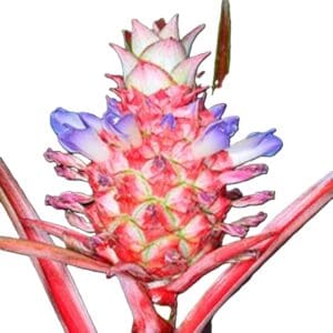 Ananas Lucidus Fire Pineapple Rare Tropical Plant.