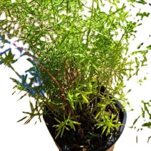 Asparagus Fern 10- inch Live Mature Rooted Plant 2 LBs. Hardy Tropical Houseplant