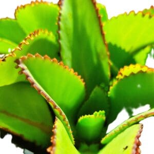 Mother of Thousands Succulent – Kalanchoe daigremontiana – 4–5" Rooted Live Plant
